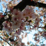 桜～桜～♪