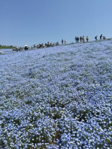 一面のブルー！