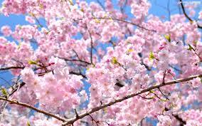 桜満開！