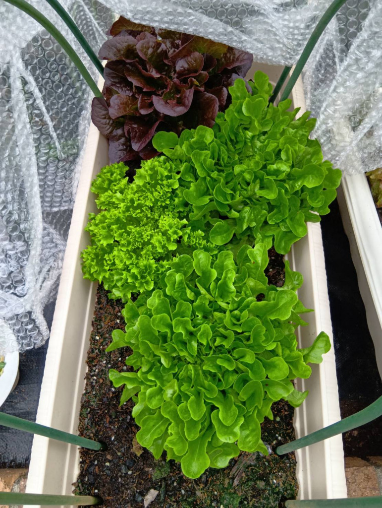 野菜の植え付け ~その後~
