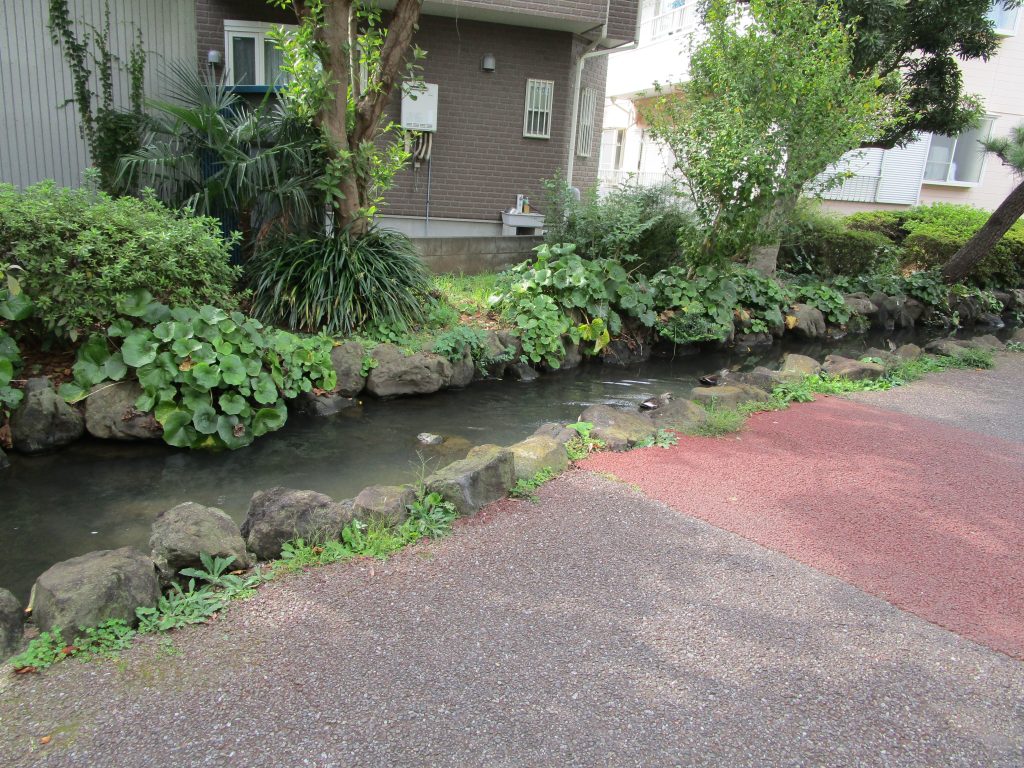 鎌田川親水緑道のカモ